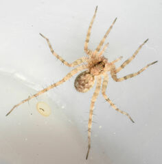 Pardosa mercurialis