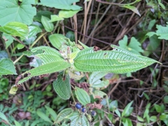Miconia crenata