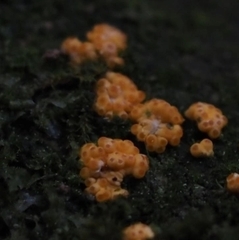 Nectriaceae