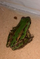 Hyla eximia