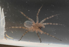 Pardosa mercurialis