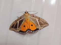 Eudocima materna