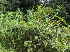 Miconia crenata