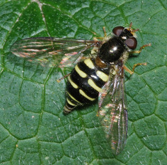 Dasysyrphus