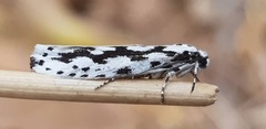 Ethmia