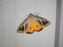 Eudocima materna