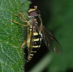Dasysyrphus