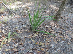 Yucca arkansana