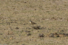 Charadrius pecuarius