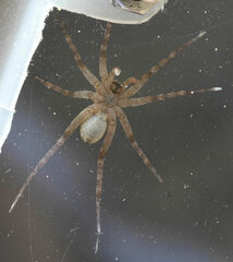 Pardosa mercurialis