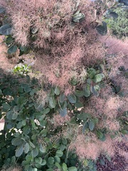Cotinus coggygria
