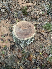 Pseudevernia furfuracea