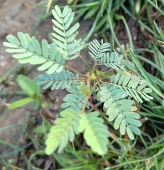 Mimosa strigillosa