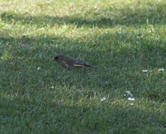 Chloris chloris chloris