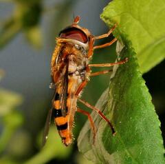 Epistrophe nitidicollis