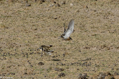Charadrius pecuarius