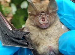 Rhinolophus