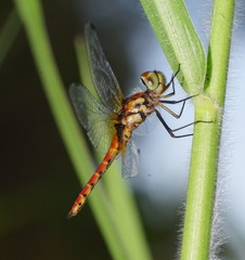 Aethriamanta nymphaeae