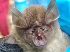 Rhinolophus
