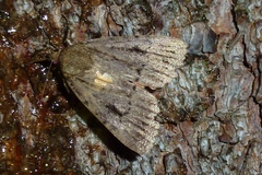 Amphipyra pyramidea