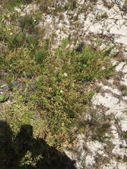 Passerina ericoides