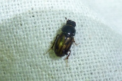 Chilothorax distinctus