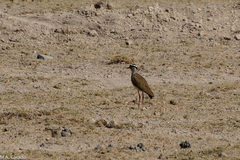 Vanellus coronatus