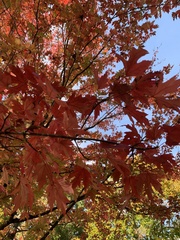 Acer leucoderme
