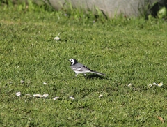 Motacilla alba alba