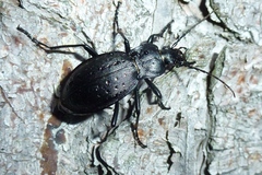 Carabus hortensis