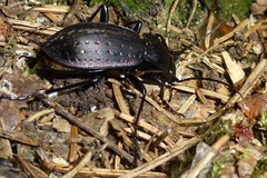 Carabus hortensis