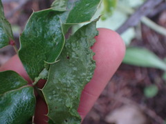Aceria caliberberis