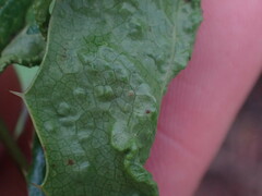 Aceria caliberberis