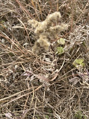 Solidago missouriensis