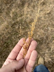 Sorghastrum