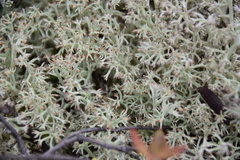 Cladonia arbuscula mitis