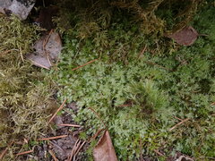 Pohlia longibracteata