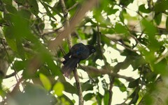 Trogon melanocephalus