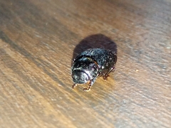 Apogonia