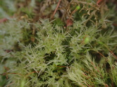 Pohlia longibracteata