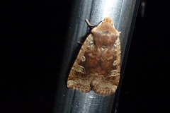 Conistra erythrocephala