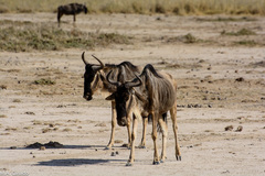 Connochaetes taurinus albojubatus