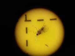 Elaphropeza ephippiata