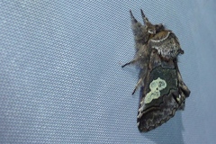 Diloba caeruleocephala