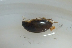 Enochrus