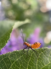 Leptoglossus phyllopus