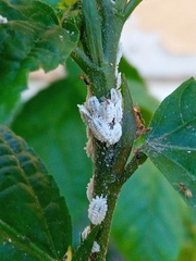 Pseudococcidae