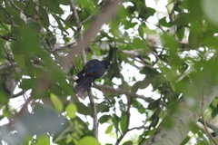 Trogon melanocephalus