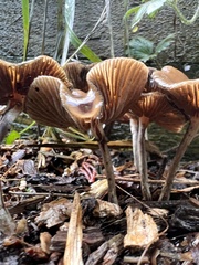 Psilocybe cyanescens