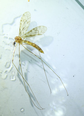 Limonia nubeculosa